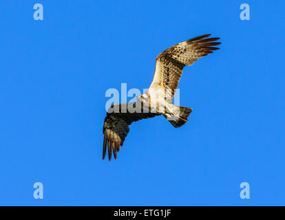 Le balbuzard pêcheur, Pandion haliaetus, Dumfries et Galloway, Écosse Banque D'Images