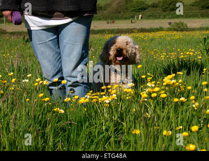 Le chien et le propriétaire dans une prairie de renoncule, Cornwall, UK Banque D'Images