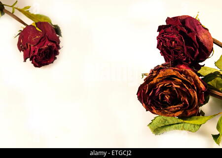 Close-up dry roses et de fleurs sur fond noir et blanc Banque D'Images