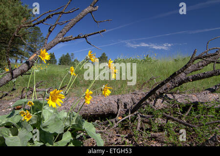 Arrow-root baumier à feuilles les fleurs avec un arbre tombé et ciel bleu Banque D'Images