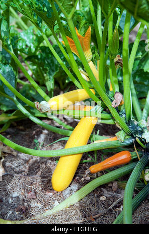 Courgettes jaunes dans le jardin France Europe Banque D'Images