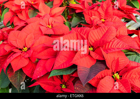 Poinsettia plantes en fleurs utilisées comme décorations de Noël traditionnel Banque D'Images