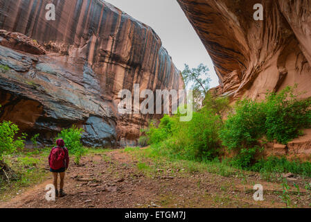 Néon Randonnée Canyon à la Cathédrale d'Escalante National Park Utah Banque D'Images