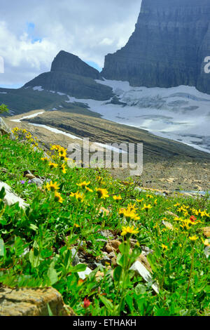 Fleurs sauvages par Grinnell glacier dans de nombreux glaciers, Glacier National Park, Montana en été Banque D'Images