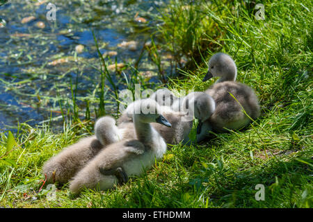 Cygnets cygne muet, Cygnus olor, Lichfield, Dumfries et Galloway, Écosse Banque D'Images