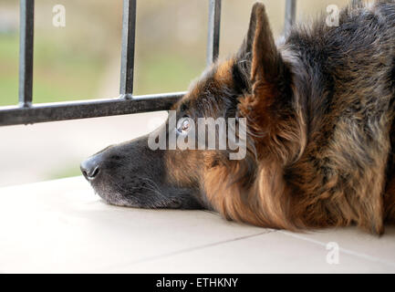 Triste berger allemand Banque D'Images