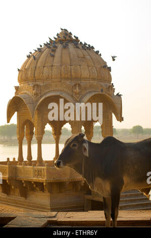 Vache. Gadi Sagar, Jaisalmer, Rajasthan, India Banque D'Images