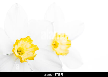 Fleurs de Printemps, à la frontière de belles fleurs fraîches narcisse Banque D'Images