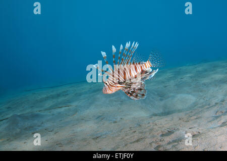 Poisson-papillon commun ou devil firefish (Pterois miles), mer Rouge, Marsa Alam, Egypte, Abu Dabab