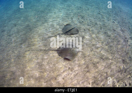 Himantura uarnak whipray réticulé (nage) sur un fond de sable, mer Rouge, Marsa Alam, Egypte, Abu Dabab Banque D'Images