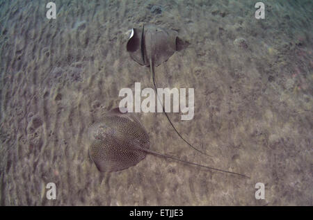 Himantura uarnak whipray réticulé (nage) sur un fond de sable, mer Rouge, Marsa Alam, Egypte, Abu Dabab Banque D'Images