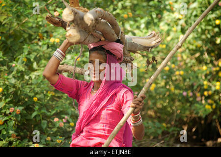 Femme en robe Rajasthani distinctif transportant du bois de chauffage. MOunt Abu, Rajasthan, India Banque D'Images