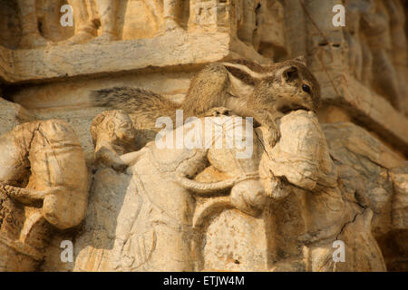 L'ensemble de l'Écureuil rampant de la sculpture sur pierre ornée de chevaux, Jagdish Temple, Udaipur, Rajasthan, Inde Banque D'Images