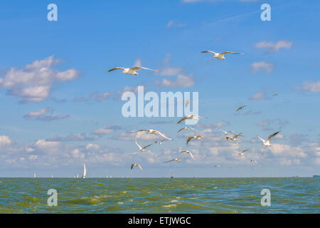 Vol de mouettes au-dessus d'une mer avec des bateaux à voile sur une journée ensoleillée Banque D'Images