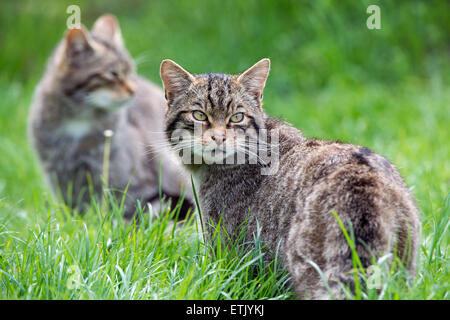 Scottish Wildcat (felis silvestris grampia) Banque D'Images