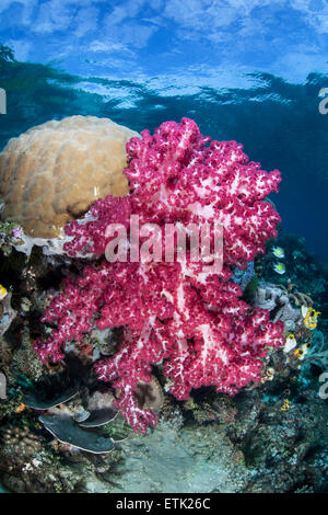 Une douce couleur corail (Dendronephthya sp.) pousse sur un récif de corail à Raja Ampat, en Indonésie. Banque D'Images