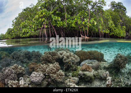 Une variété de coraux poussent le long du bord d'une belle forêt de mangrove dans la région de Raja Ampat, en Indonésie. Banque D'Images