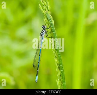 Une macro photo d'un mâle bleu azure, demoiselle Coenagrion puella, au repos sur une feuille d'herbe douce avec fond diffus. Banque D'Images