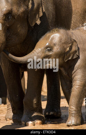 Bébé éléphant indien (Elephas maximus indicus) Banque D'Images