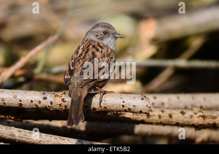 Un hedgesparrow assis sur un bois mort tombé UK Banque D'Images