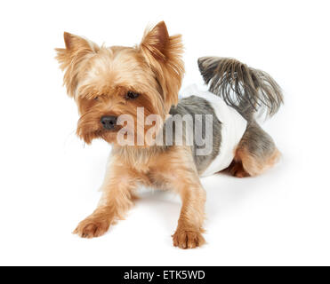 Yorkshire Terrier mâle en couches chien regarde vers le bas. Isolé sur blanc. Banque D'Images