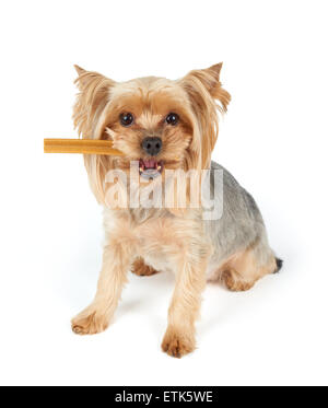 Yorkshire Terrier avec stick dentaire dans sa bouche over white Banque D'Images