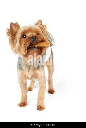 Un Yorkshire Terrier de mastication stick dentaire dans la bouche et l'animal se tient sur les couches de fond isolé blanc Banque D'Images