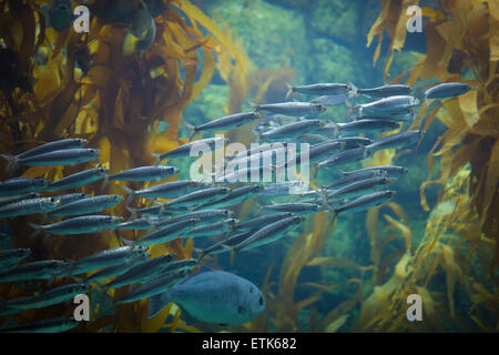 Banc de poissons - Sardines Banque D'Images