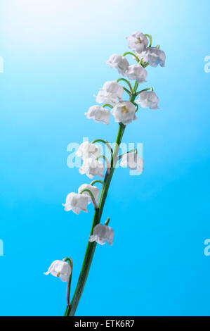 Convallaria majalis muguet Banque D'Images