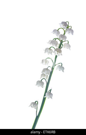 Convallaria majalis muguet Banque D'Images