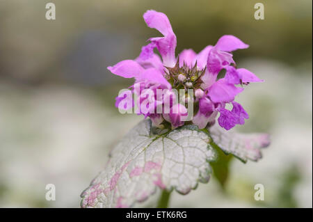 Lamium maculatum 'nancy' Banque D'Images