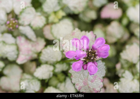 Lamium maculatum Banque D'Images