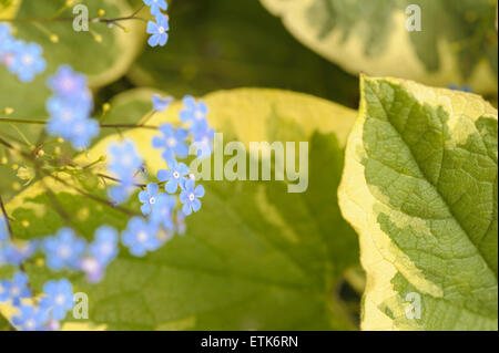 Brunnera macrophylla Hadspen Cream Banque D'Images