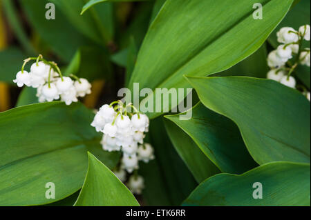 Convallaria majalis muguet Banque D'Images