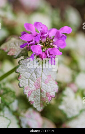 Lamium maculatum Banque D'Images