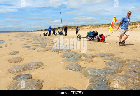 South Wales, UK, dimanche 14 juin 2015. Des milliers de méduses sont lavés à Pembrey Sands (Cefn Sidan), Pembrey Country Park, près de Llanelli, Carmarthenshire, Pays de Galles, Royaume-Uni. Les méduses, formant une longue bande continue et le long de la plage, s'est échoué le long des 13 kilomètres de côtes en raison de sa vaste gamme de marée. Sur la photo est une longue ligne de méduses qui s'étend dans la distance que les visiteurs marchent le long de la plage. Credit : Algis Motuza/Alamy Live News Banque D'Images