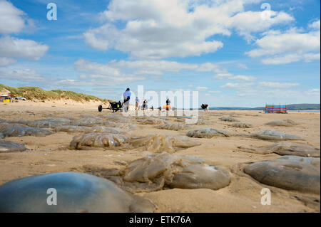 South Wales, UK, dimanche 14 juin 2015. Des milliers de méduses sont lavés à Pembrey Sands (Cefn Sidan), Pembrey Country Park, près de Llanelli, Carmarthenshire, Pays de Galles, Royaume-Uni. Les méduses, formant une longue bande continue et le long de la plage, s'est échoué le long des 13 kilomètres de côtes en raison de sa vaste gamme de marée. Sur la photo est une longue ligne de méduses qui s'étend dans la distance que les visiteurs marchent le long de la plage. Credit : Algis Motuza/Alamy Live News Banque D'Images