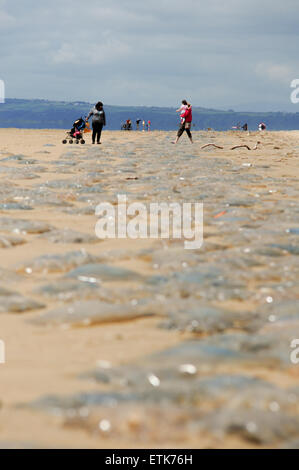 South Wales, UK, dimanche 14 juin 2015. Des milliers de méduses sont lavés à Pembrey Sands (Cefn Sidan), Pembrey Country Park, près de Llanelli, Carmarthenshire, Pays de Galles, Royaume-Uni. Les méduses, formant une longue bande continue et le long de la plage, s'est échoué le long des 13 kilomètres de côtes en raison de sa vaste gamme de marée. Sur la photo est une longue ligne de méduses qui s'étend dans la distance que les visiteurs font soigneusement leur chemin à travers l'exploitation des sables bitumineux. Credit : Algis Motuza/Alamy Live News Banque D'Images