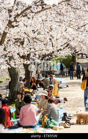 Scène de printemps bondé de personnes marcher sous des rangées de cerisiers en fleurs arbres tandis que d'autres assis dans les groupes pique-nique ayant cherry blossom parties. Banque D'Images