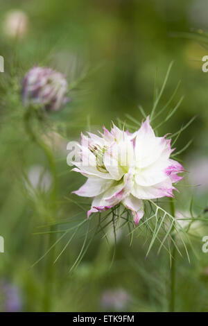 Nigella damascena 'Bijoux' Persan. L'amour dans la brume. Banque D'Images