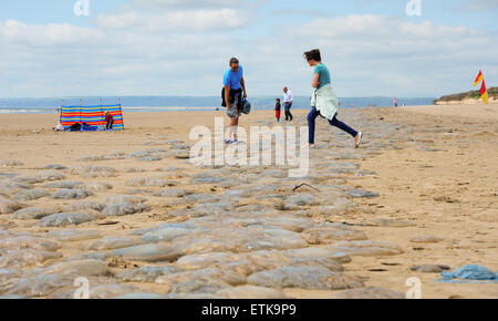 South Wales, UK, dimanche 14 juin 2015. Des milliers de méduses sont lavés à Pembrey Sands (Cefn Sidan), Pembrey Country Park, près de Llanelli, Carmarthenshire, Pays de Galles, Royaume-Uni. Les méduses, formant une longue bande continue et le long de la plage, s'est échoué le long des 13 kilomètres de côtes en raison de sa vaste gamme de marée. Sur la photo est une longue ligne de méduses qui s'étend dans la distance que les visiteurs font soigneusement leur chemin à travers l'exploitation des sables bitumineux. Credit : Algis Motuza/Alamy Live News Banque D'Images