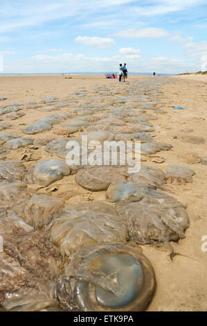 South Wales, UK, dimanche 14 juin 2015. Des milliers de méduses sont lavés à Pembrey Sands (Cefn Sidan), Pembrey Country Park, près de Llanelli, Carmarthenshire, Pays de Galles, Royaume-Uni. Les méduses, formant une longue bande continue et le long de la plage, s'est échoué le long des 13 kilomètres de côtes en raison de sa vaste gamme de marée. Sur la photo est une longue ligne de méduses qui s'étend dans la distance. Credit : Algis Motuza/Alamy Live News Banque D'Images