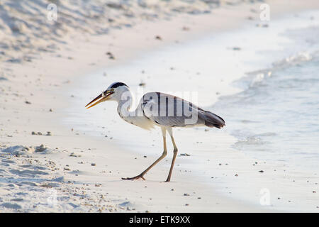 Héron cendré pêche au coucher du soleil sur la plage Banque D'Images