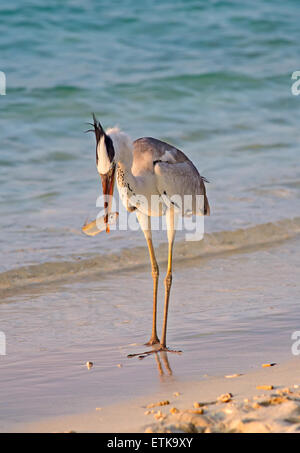 Héron cendré pêche au coucher du soleil sur la plage Banque D'Images