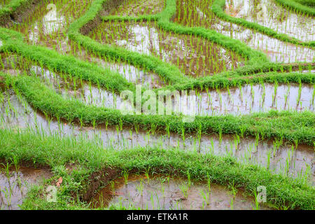 Champs de riz, préparé pour le riz. Bali, Indonésie Banque D'Images