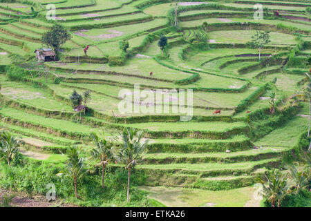 Champs de riz, préparé pour le riz. Bali, Indonésie Banque D'Images