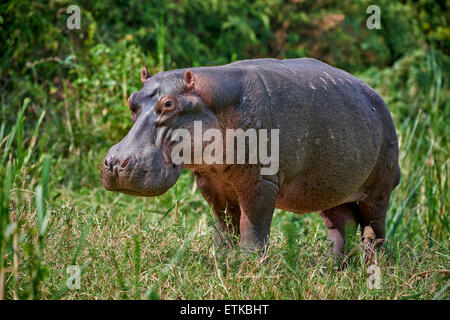 Hippopotame, Hippopotamus amphibius, Canal Kazinga, Parc national Queen Elizabeth, l'Ouganda, l'Afrique Banque D'Images