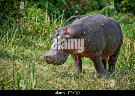 Hippopotame, Hippopotamus amphibius, Canal Kazinga, Parc national Queen Elizabeth, l'Ouganda, l'Afrique Banque D'Images