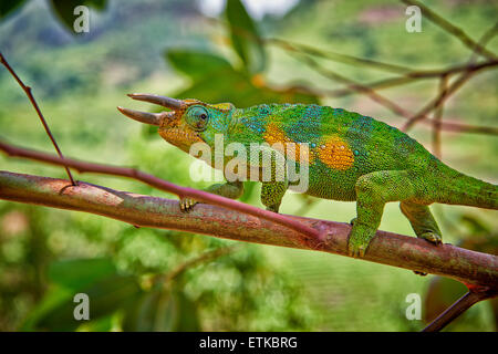 Jackson's trois-horned chameleon, Trioceros jacksonii,, Bwindi Impenetrable National Park, Uganda, Afrique Banque D'Images