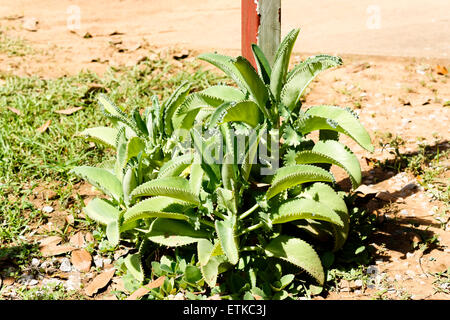 Plant cultivé sur sol sable roche. L'usine de l'air. Banque D'Images